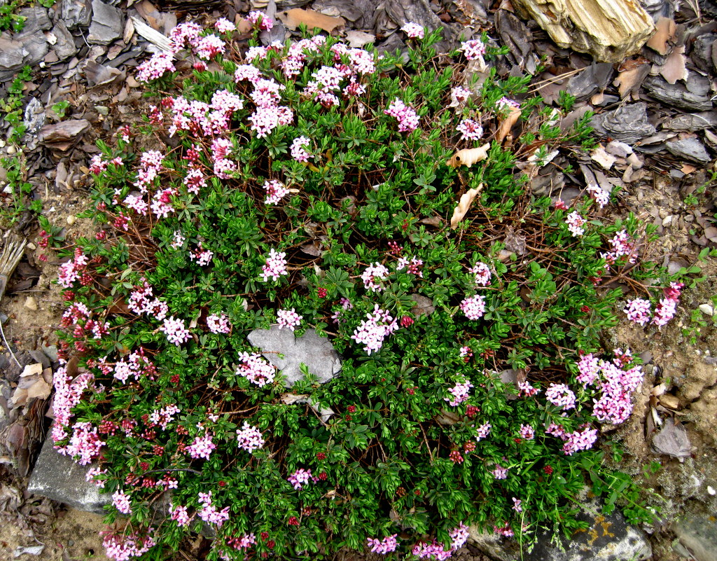 Daphne striata dwarf